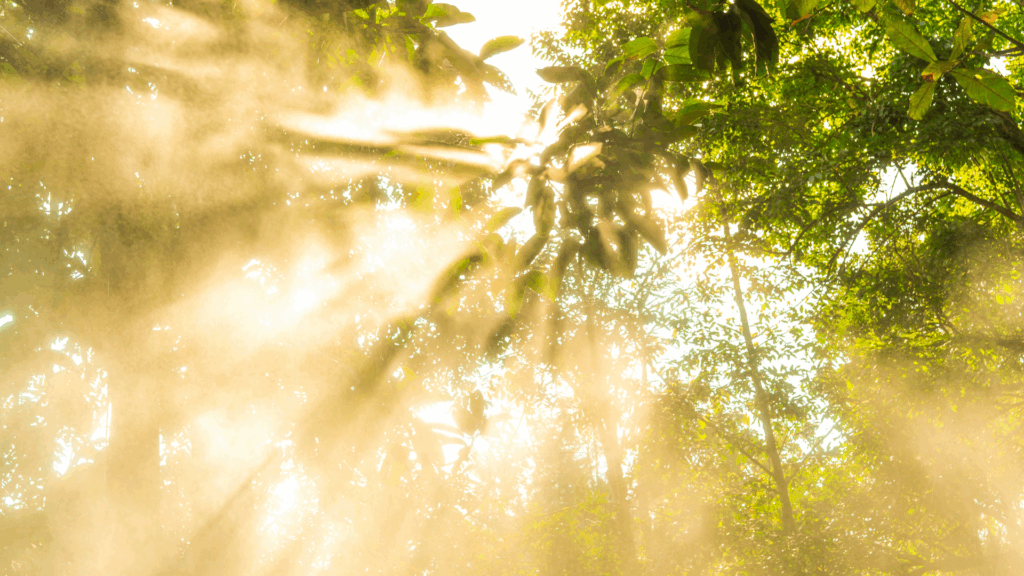 Bright sunlight filters through green forest leaves and branches, filling the scene with golden beams and a misty glow—reflecting the calming nature of our October 2025 Monthly Breathwork sessions.