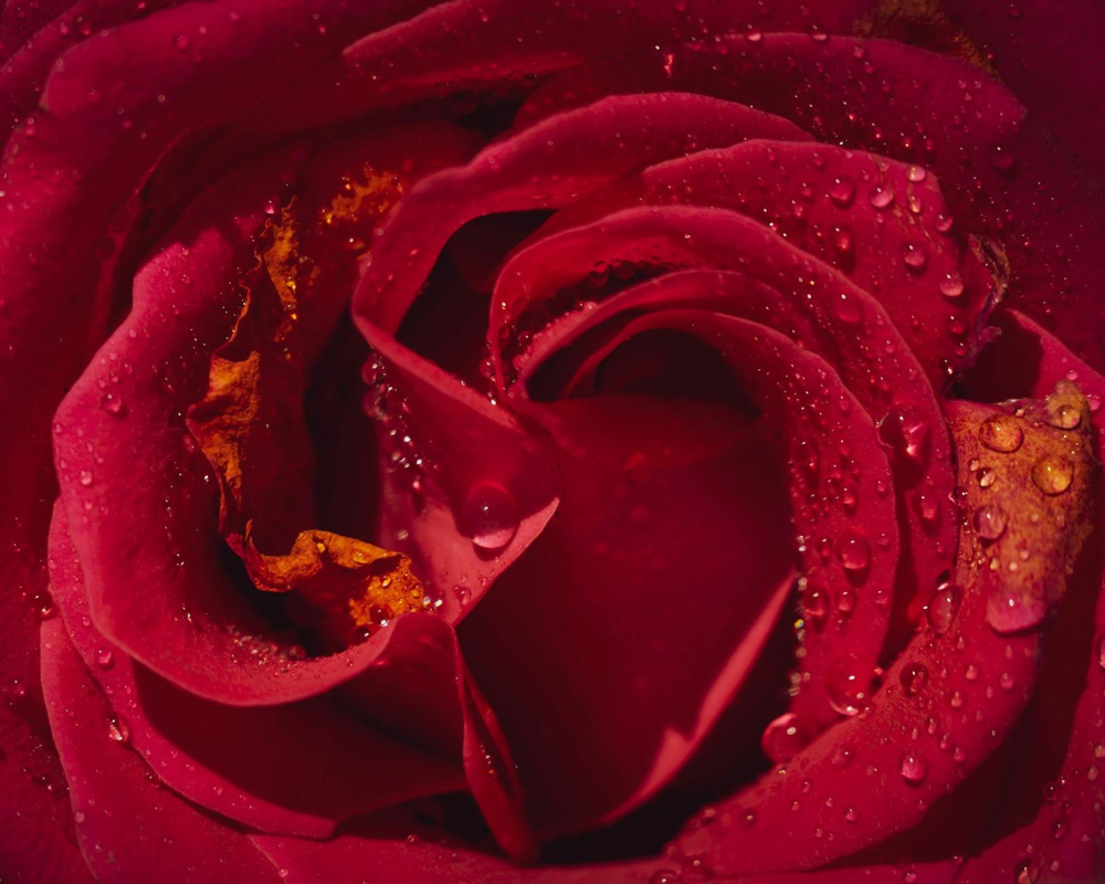Close-up of deep red rose petals with water droplets scattered across the surface, highlighting the flower’s rich texture and vibrant color.Deep red rose in full bloom evoking the feminine unfolding and the Divine Feminine womb