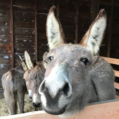 Two donkeys stand in a wooden enclosure, with one donkey up close to the camera, its face filling most of the frame. The peaceful setting evokes the grounding energy often experienced during a Gaia Goddess Women’s Reiki Certification Levels 1&2 retreat. In the background, wooden walls and scattered hay complete this tranquil scene.