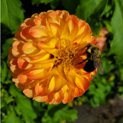 A close-up of a yellow and orange dahlia flower with a bumblebee collecting nectar, nestled among green leaves—an image that perfectly reflects the vibrant, healing energy you can experience at the Gaia Goddess Women’s Reiki Certification Levels 1&2.
