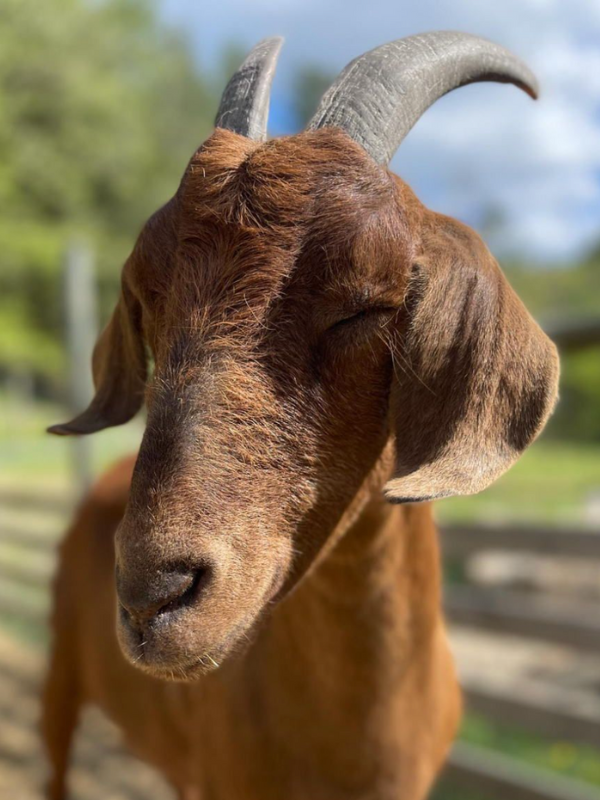 A goat's face with horns from the animal farm at Trinity Retreat Center