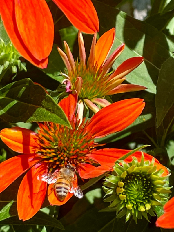 A beautiful Orange flower at the Trinity Retreat Center