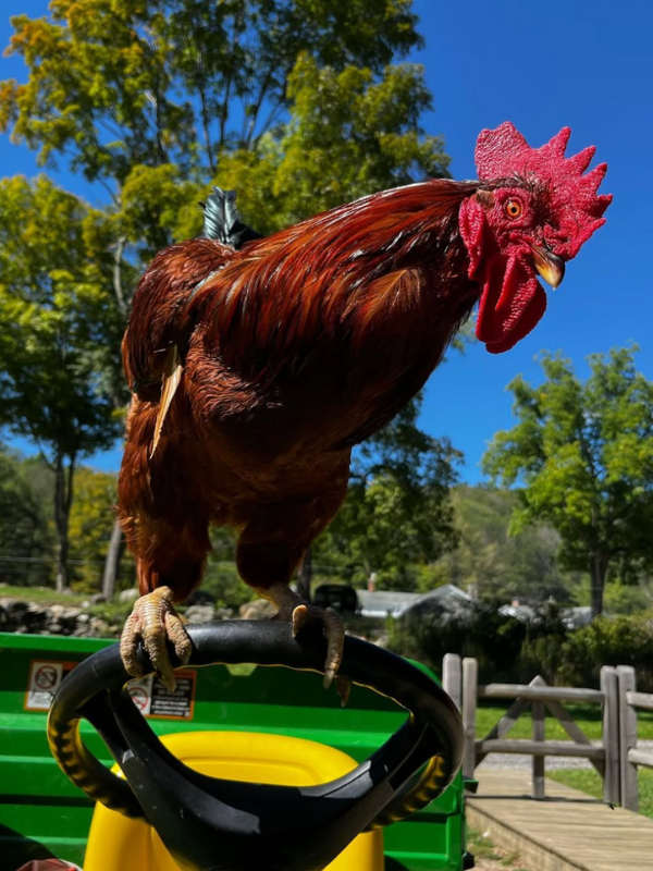 A brown rooster on a tractor steering wheel