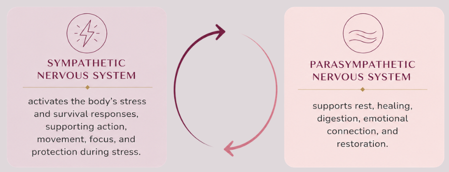 Diagram comparing sympathetic and parasympathetic nervous systems with icons and descriptions, showing their opposite roles in stress response and relaxation, connected by a circular arrow.